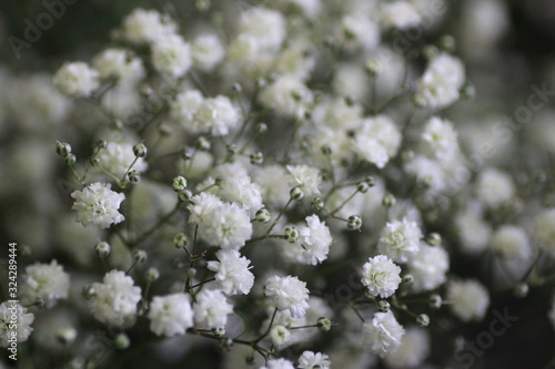 Gypsophile
