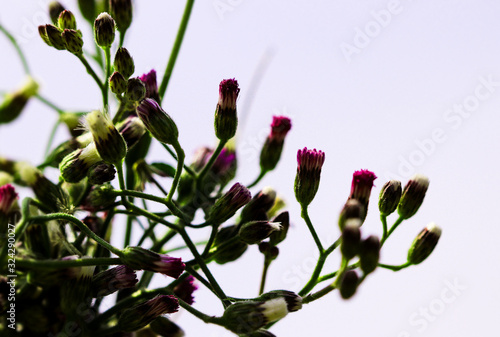 Artistic soft focus macro closeup of tiny Little Ironweed, Cyanthillium Cinereum with blurry background. photo