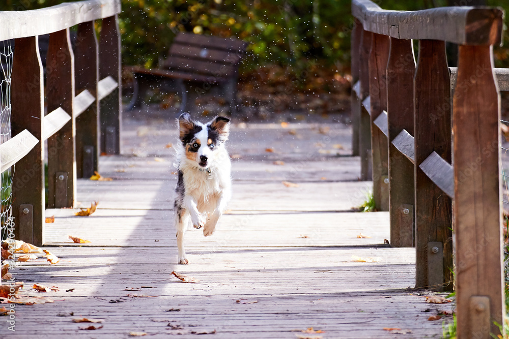 Dog running on a bridge