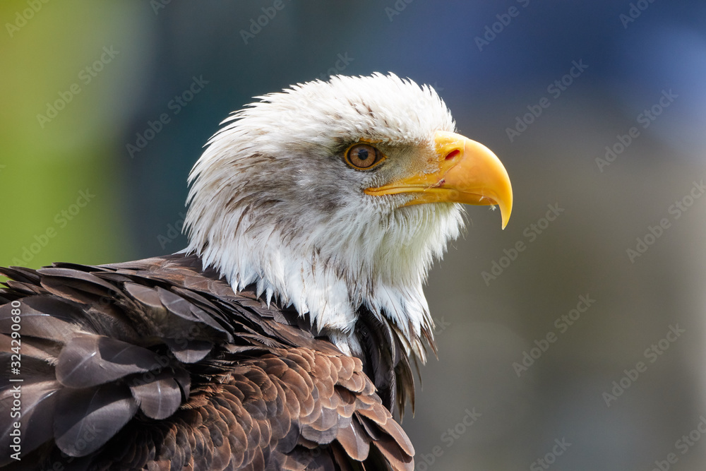 Obraz premium Bald eagle 2