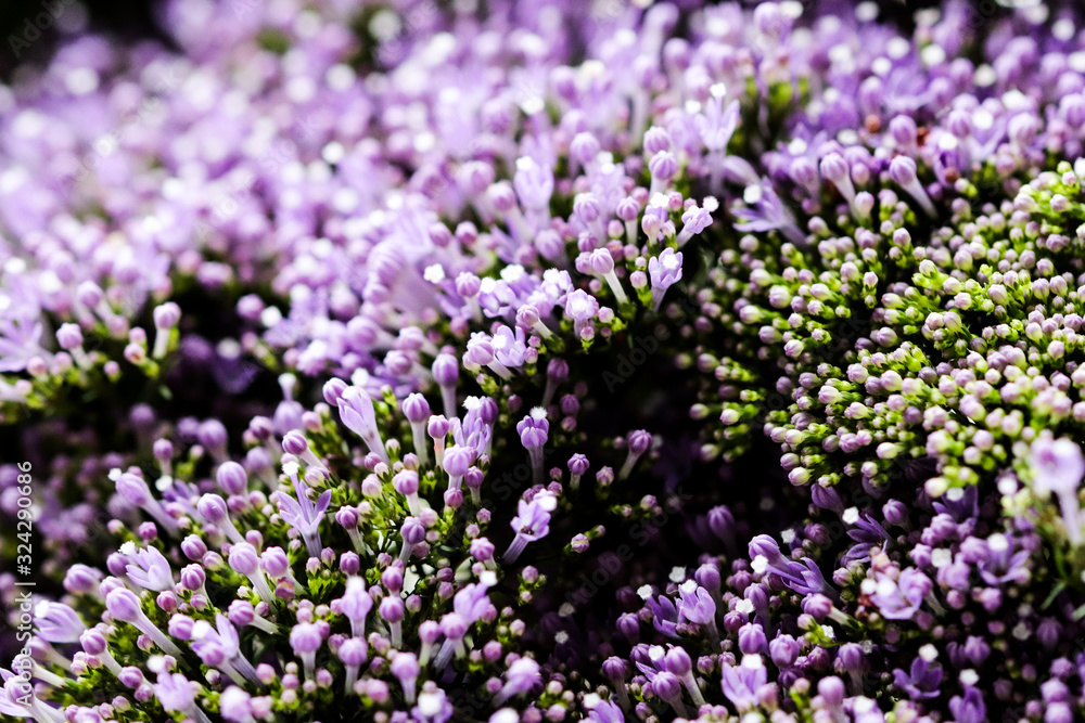 Elegant macro closeup of tiny Syringa flower also known as Lilac. Elegant macro closeup of tiny Syringa flower also known as Lilac.