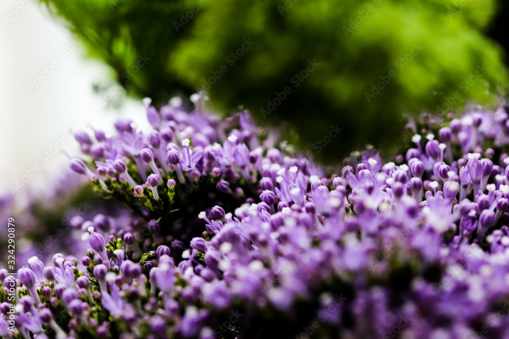 Elegant macro closeup of tiny Syringa flower also known as Lilac. Elegant macro closeup of tiny Syringa flower also known as Lilac.