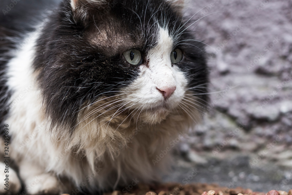 the face of an old sad stray cat the face of an old sad stray cat