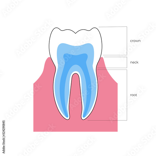 Vector isolated illustration of tooth 