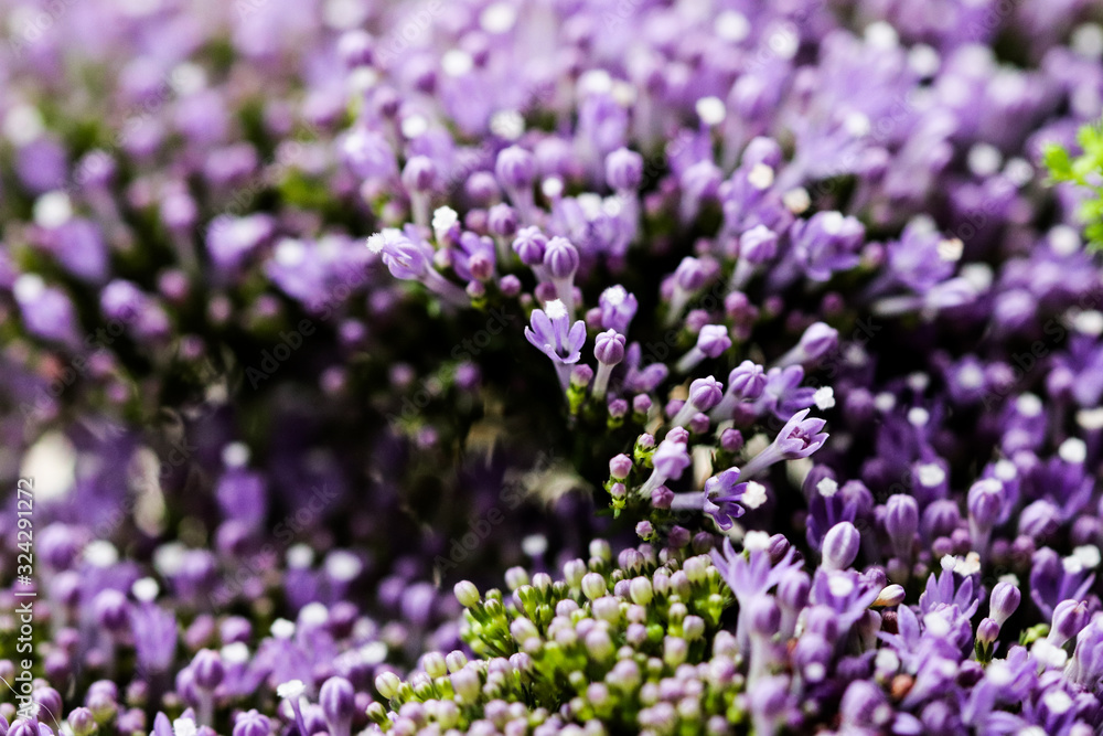 Elegant macro closeup of tiny Syringa flower also known as Lilac. Elegant macro closeup of tiny Syringa flower also known as Lilac.
