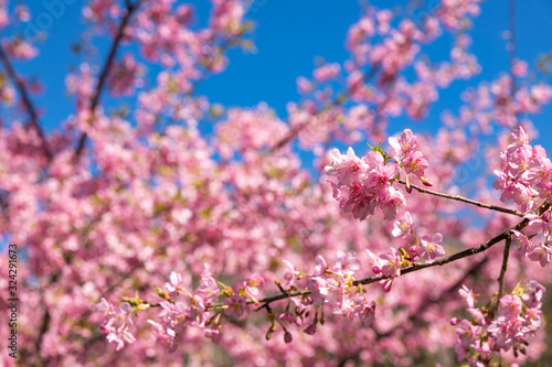 佐久間ダム親水公園の河津桜 千葉県安房郡鋸南町 日本