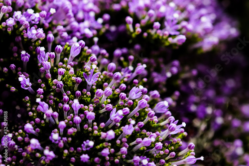 Elegant macro closeup of tiny Syringa flower also known as Lilac.