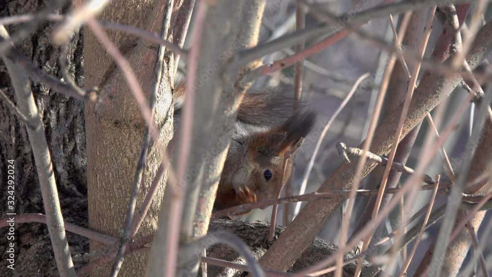 Squirrel rubs paws, sitting among thick branches in a tree Squirrel rubs paws, sitting among thick branches in a tree