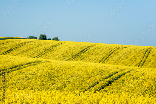 Rapeseed hills under a clear sky in South Moravia on sunny day