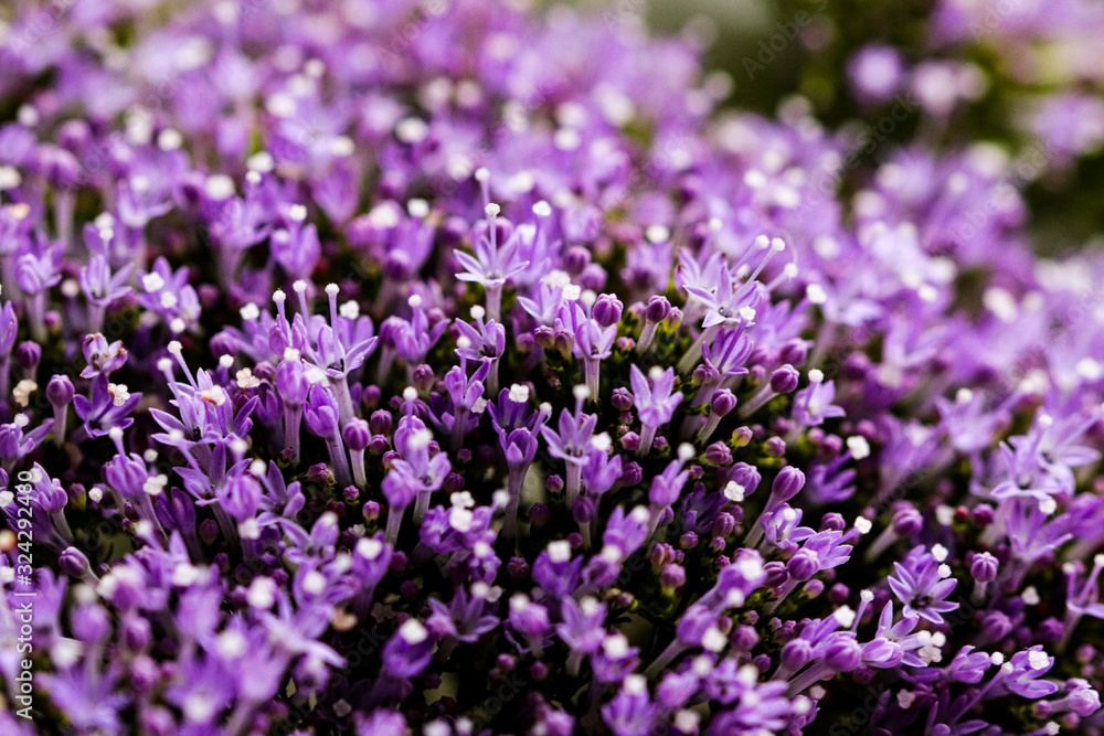 Elegant macro closeup of tiny Syringa flower also known as Lilac.