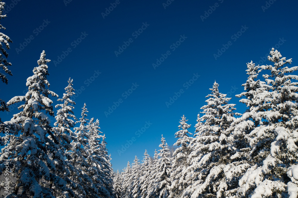 winter vacation background with pine trees covered by heavy snow against blue sky with copy space winter vacation background with pine trees covered by heavy snow against blue sky with copy space