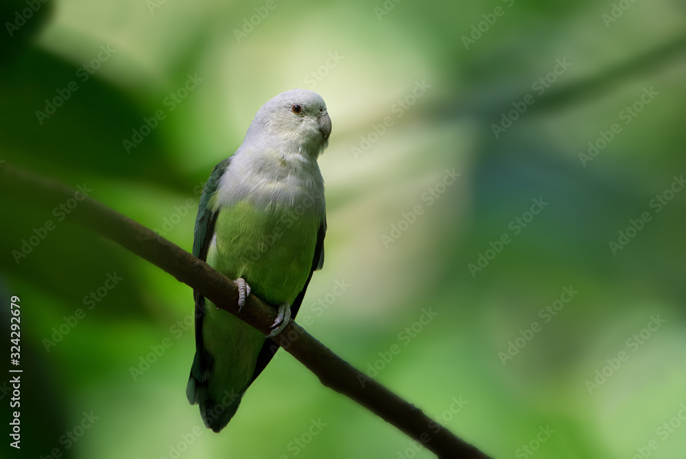 Obraz premium Grey-headed Lovebird - Agapornis canus, beautiful green and gray lovebird from Madagascar forests, Masoala, Madagascar.
