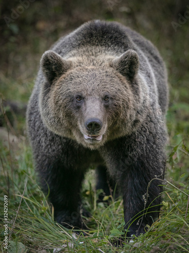 wild brown bear in forest near Transfagarash highway European Romania Transilvania © Katya Tsvetkova 