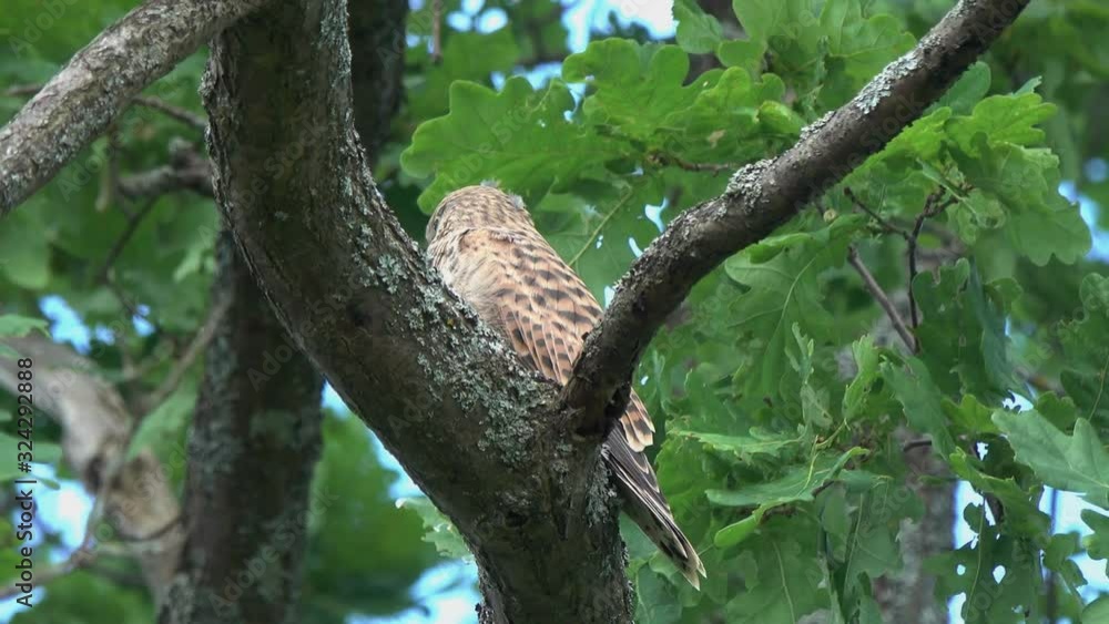 A young Common Kestrel (Falco tinnunculus) sits on an oak branch waiting for feed from parents A young Common Kestrel (Falco tinnunculus) sits on an oak branch waiting for feed from parents