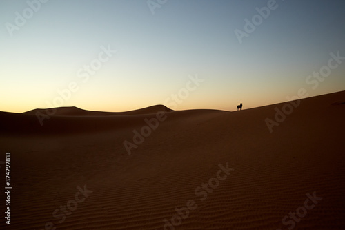 Dog silhouette in the desert