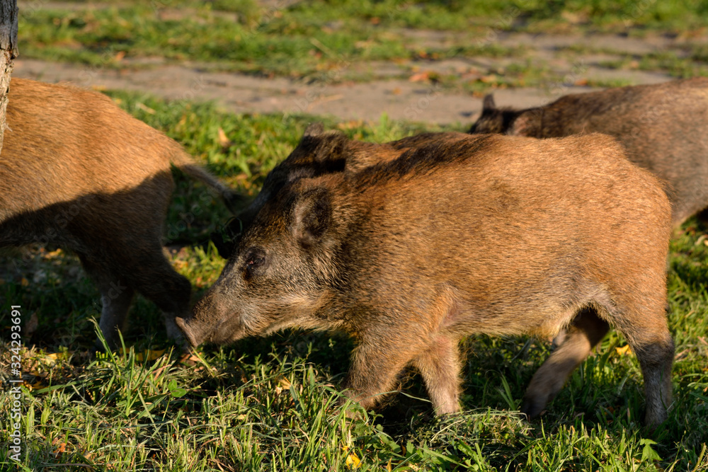 wild boar herd wild boar herd