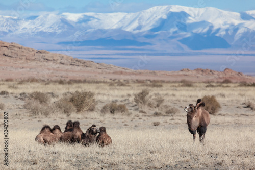 Camels on the summer pasture western Mongolia 