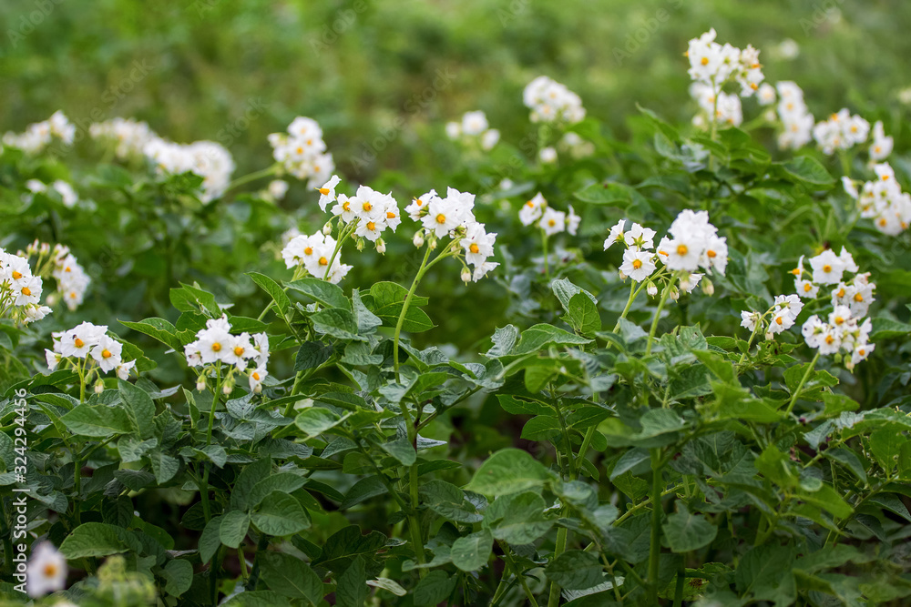 Potato Blossom. Bushes of potatoes with white flowers_ Potato Blossom. Bushes of potatoes with white flowers_