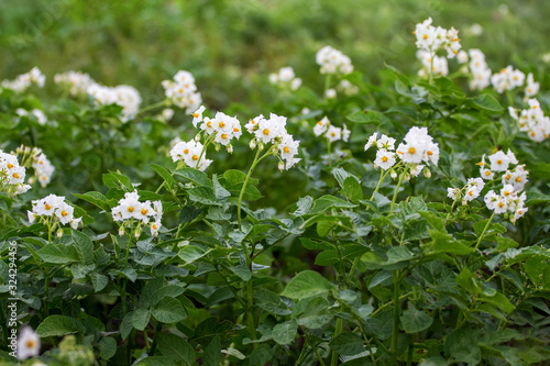 Potato Blossom. Bushes of potatoes with white flowers_