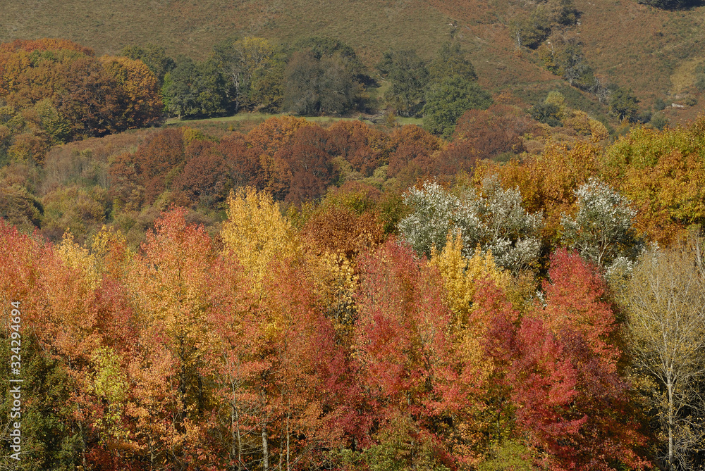 Bosque caducifolio en otoño en el valle navarro de Baztán.