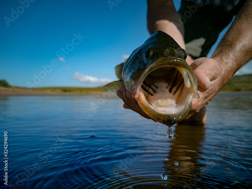 Wallpaper Mural Pregnant Bass fishing on beautiful lake in South Africa closeup shot with lure Torontodigital.ca