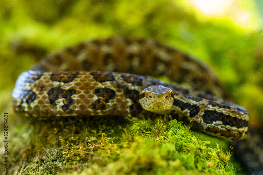 Viper, Atropoides picadoi, Picado´s Pitviper danger poison snake in the nature habitat, Tapantí NP, Costa Rica. Venomous green reptile in the nature habitat. Poisonous viper from Central America. Viper, Atropoides picadoi, Picado´s Pitviper danger poison snake in the nature habitat, Tapantí NP, Costa Rica. Venomous green reptile in the nature habitat. Poisonous viper from Central America.