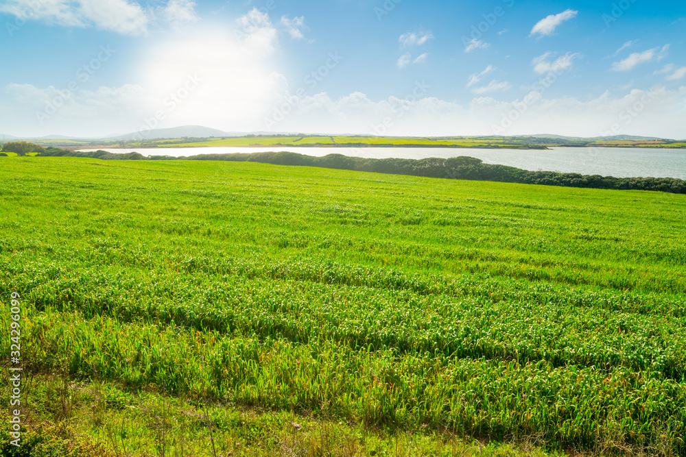 Green field under a shining sun in Sardinia