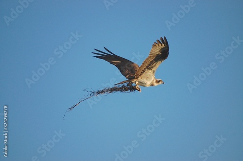 Osprey in Blue Sky, Plymouth, Massachusetts