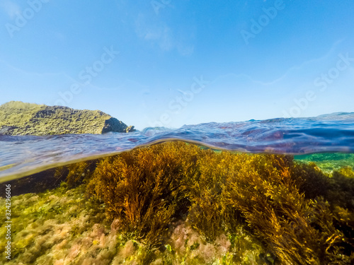 Split underwater view of seaweed in Alghero shore