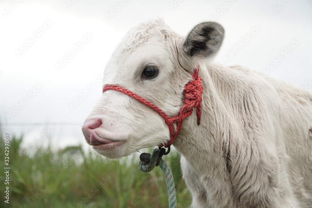 Fototapeta premium CALF