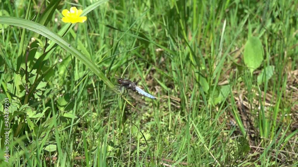 Slow Motion: Dragonfly Broad-bodied Chaser or Broad-bodied Darter (Libellula depressa) lands on a green blade of grass, slowed down 16 times Slow Motion: Dragonfly Broad-bodied Chaser or Broad-bodied Darter (Libellula depressa) lands on a green blade of grass, slowed down 16 times