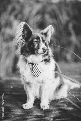 portrait of a dog