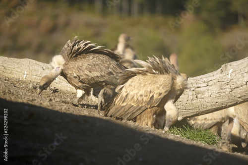 buitre leonado photo