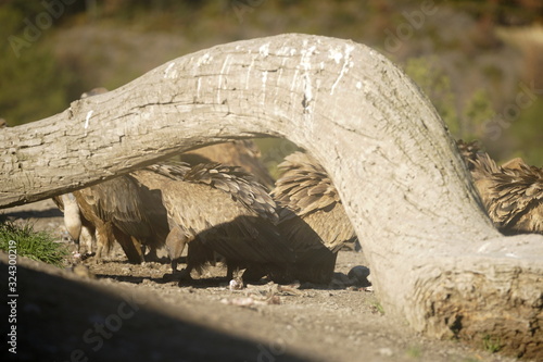 buitre leonado photo