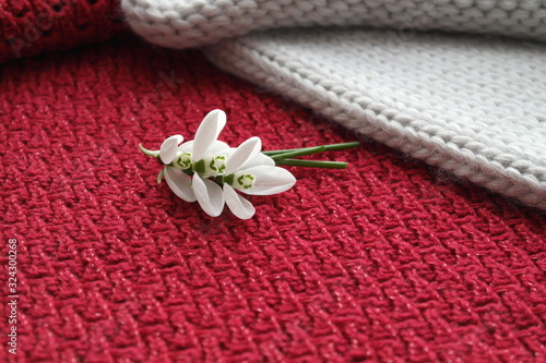 FIRST SNOWDROWS  AND KNITTED BACKGROUND