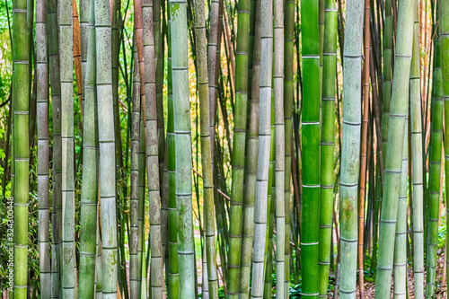 Background with foliage pattern of bamboo trees