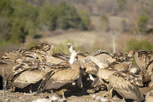 buitre leonado photo