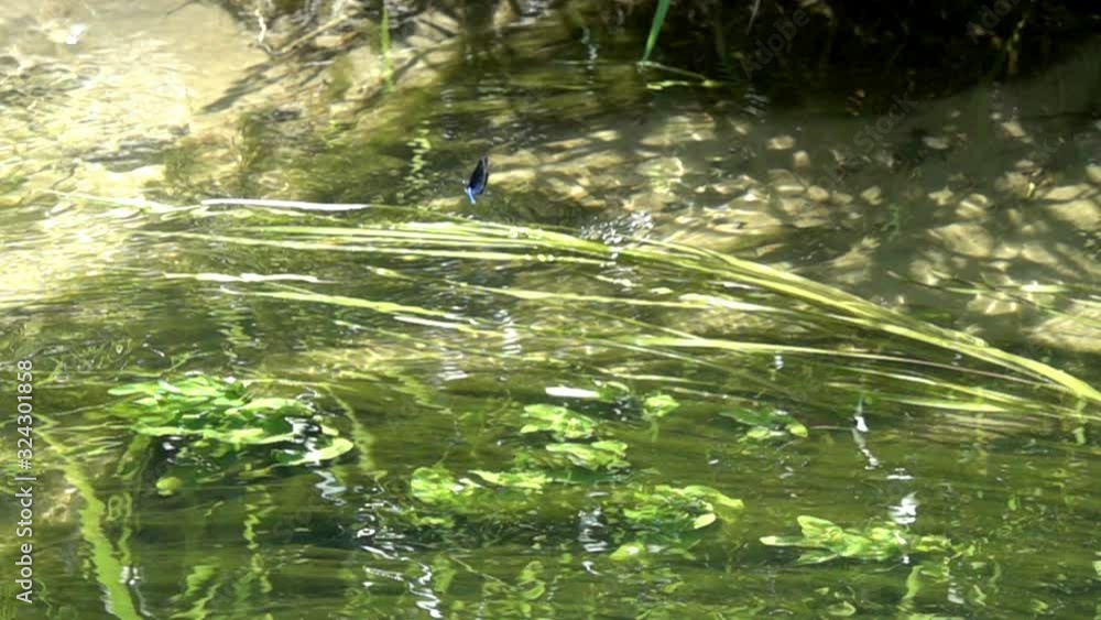 Dragonfly Beautiful Demoiselle (Calopteryx virgo) flies sideways, Slow Motion. Slowed down 16 times Dragonfly Beautiful Demoiselle (Calopteryx virgo) flies sideways, Slow Motion. Slowed down 16 times
