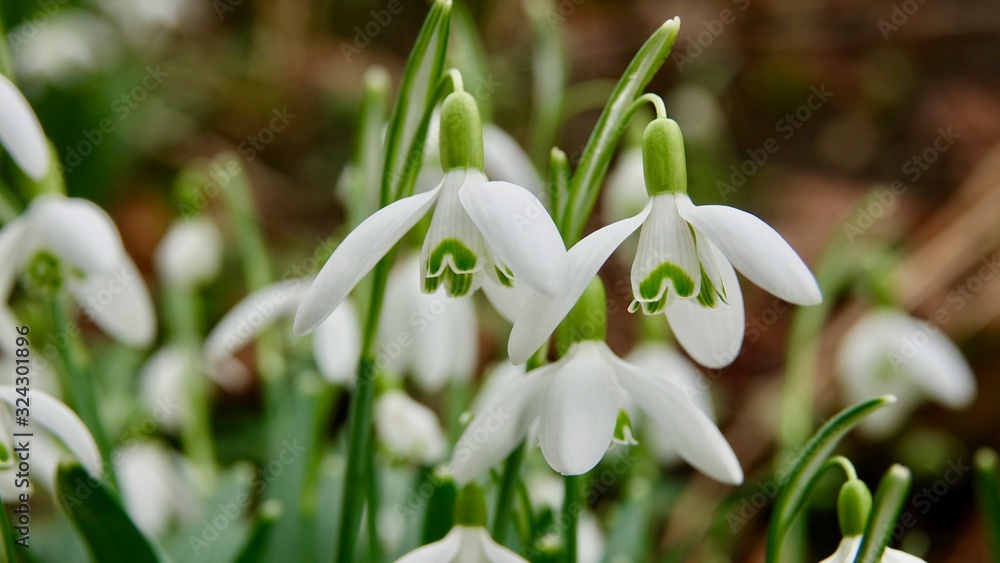 Schneeglöckchen, viele Blüten, Nahaufnahme Schneeglöckchen, viele Blüten, Nahaufnahme