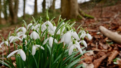 Schneeglöckchen, viele Blüten, Nahaufnahme