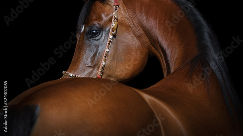 Portrait of a beautiful chestnut arabian horse looks back on black background, face closeup.