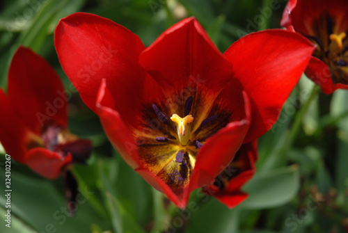 Triumph Tulip, Tulipa La Suisse, close up