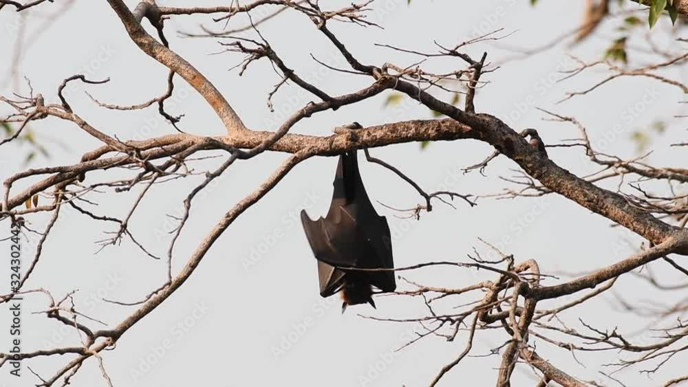 Flying Fox, Pteropus lyleior; hanging upside down while fanning itself on a bare branch during the afternoon as seen from a distance. Flying Fox, Pteropus lyleior; hanging upside down while fanning itself on a bare branch during the afternoon as seen from a distance.