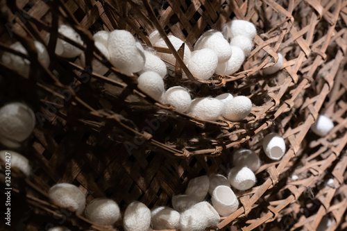 Silkworm cocoon in bamboo weave tray. Cocoons of Thai silkworm growing in bamboo trays. Silkworm is a source of silk thread and silk fabric.