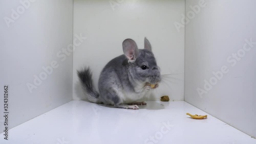 Gray (Violet) long-tailed Chinchilla Eating And Hopping inside the White box, Close Up studio light shot photo