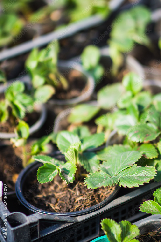 Strawberry seedlings in plastic container ready for planting. Selective focus. Strawberry seedlings in plastic container ready for planting. Selective focus.