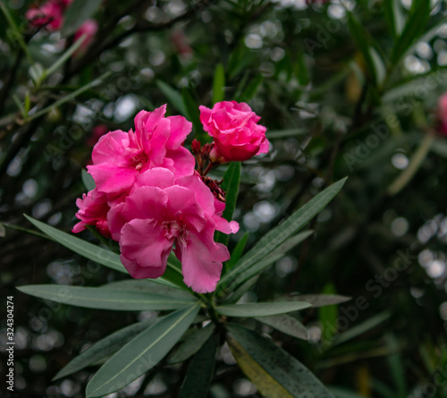 Pink flowers of shrubs on the Black Sea coast in Sochi on a summer hot day