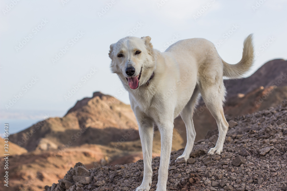 adorable white smiling dog animal portrait looking at camera in dry ground sand stone rocky desert mountains wilderness outside environment