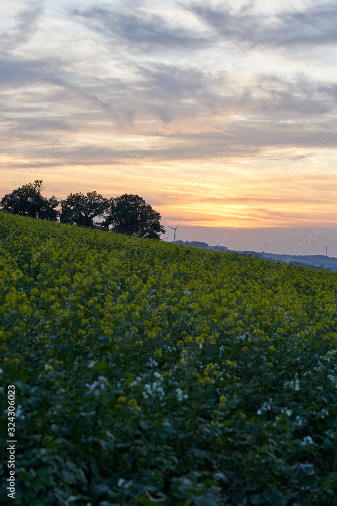 gelbes Rapsfeld mit Sonnenuntergang und Abendrot im Hintergrund