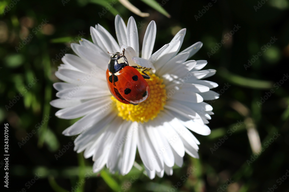 Ein Marienkäfer auf einem Gänseblümchen im Frühling im Garten